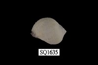 藏品(紫口珊瑚螺)的圖片